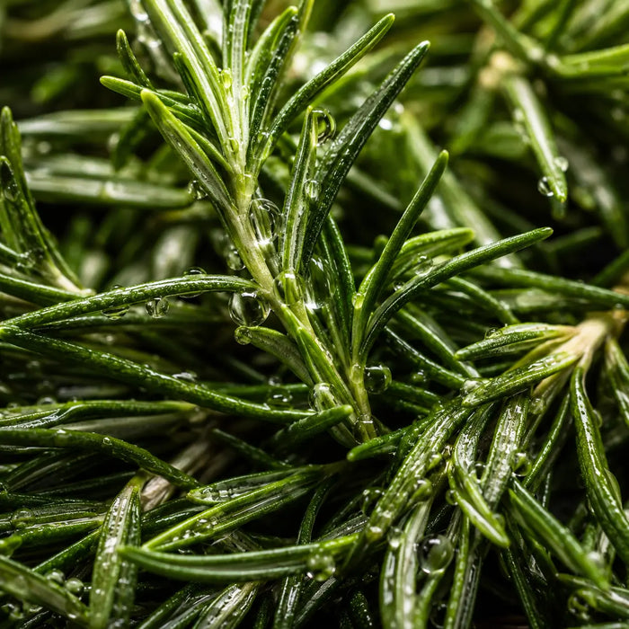 Rosemary 3%